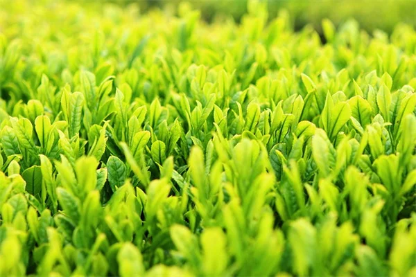 今すぐ準備を！庭を襲う新たな害虫5種と実践的対策
