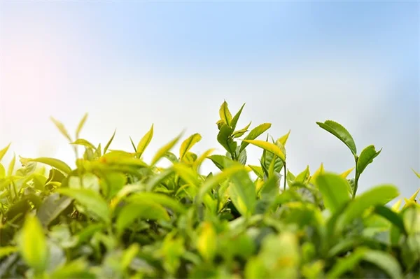 秋植えの宿根草ベスト8！知っておきたい種類と冬越しのコツ