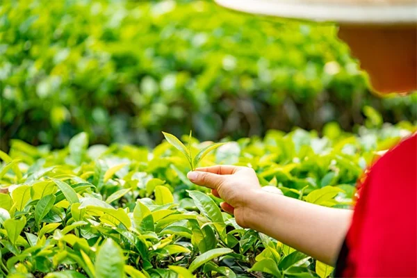 ブルーベリーソッドの驚きの簡単さ！芝生代わりに敷くだけの裏技