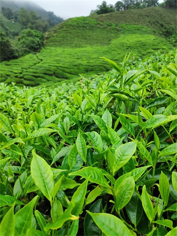 融雪塩が植物を枯らす前に！5つの植物に優しい冬の対策