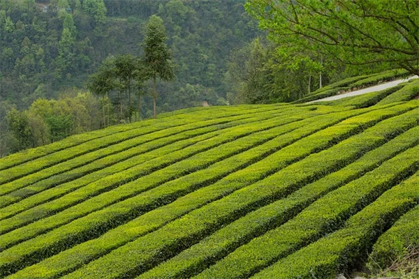 間接光とは？植物を元気に育てるフィルターライトの秘訣